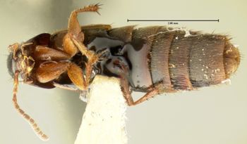 Media type: image; Entomology 34098   Aspect: habitus ventral view